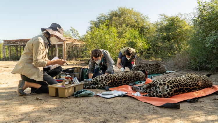 Chequeo sanitario previo a traslado internacional Sebastián Navajas Fundación Rewilding Argentina 