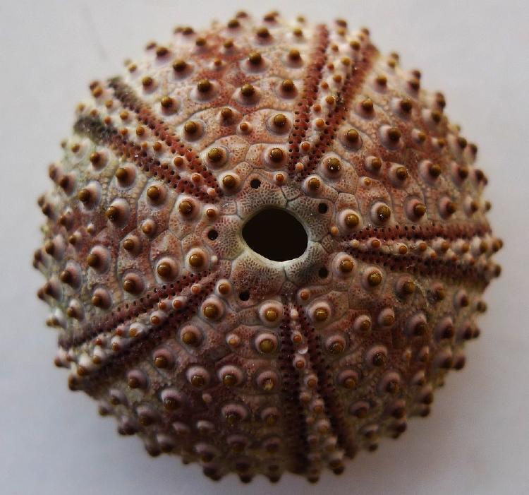 esqueleto de un erizo de mar.jpg biomimesis: el esqueleto de un erizo de mar es la inspiración estructural y formal del Buga Wood Pavilion