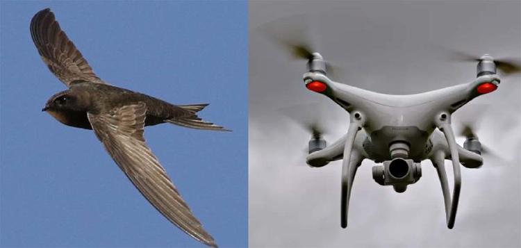 pajaros drones pajaros drones