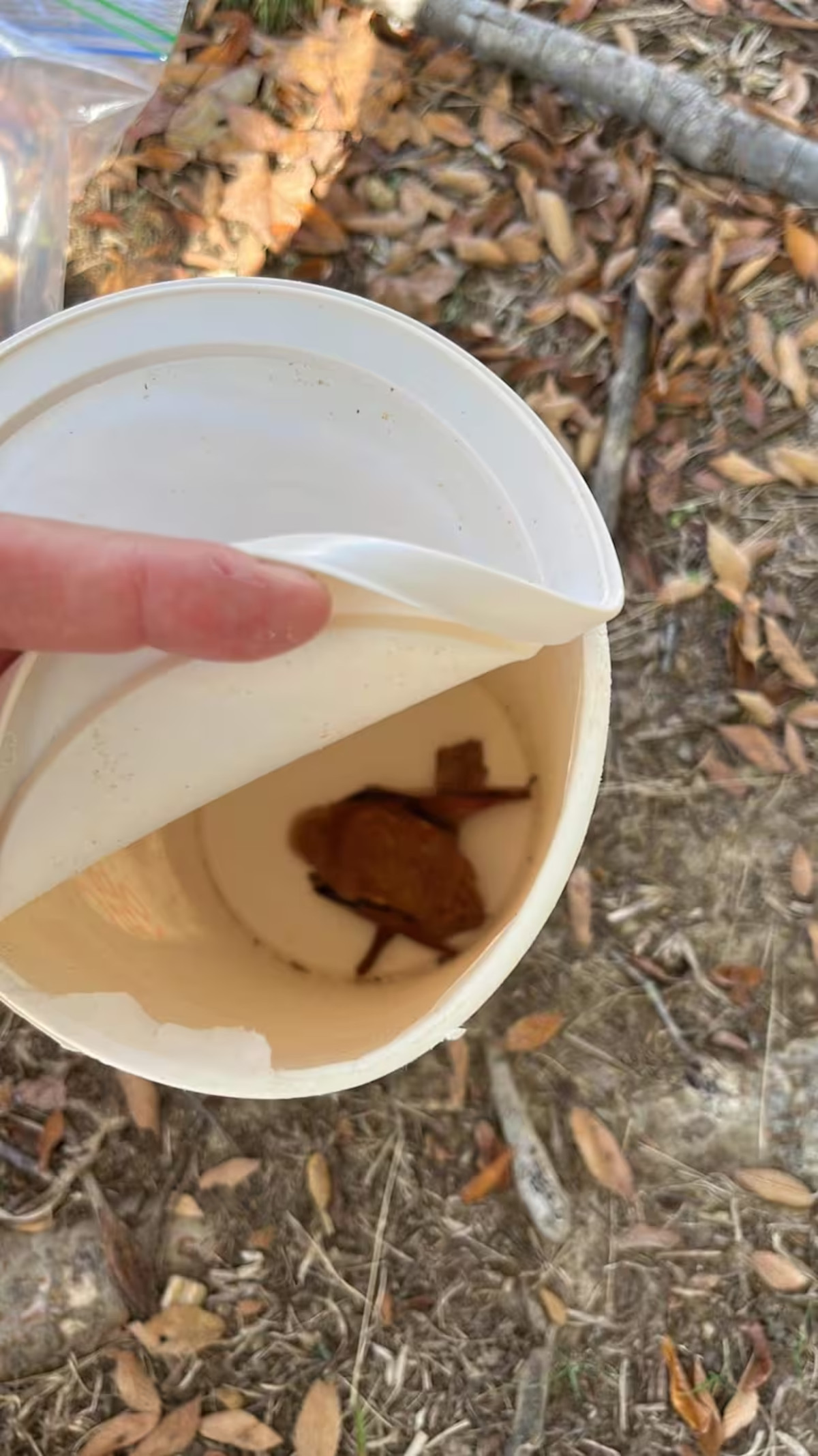 murciélago murciélago