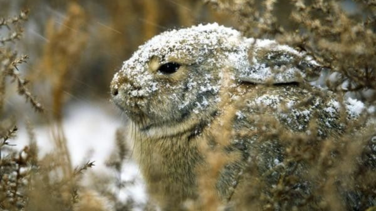 Redescubren un animal que parecía extinto hace 120 años. (Foto: Pinterest)