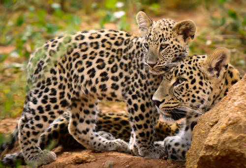 leopardo madre hijo leopardo madre hijo
