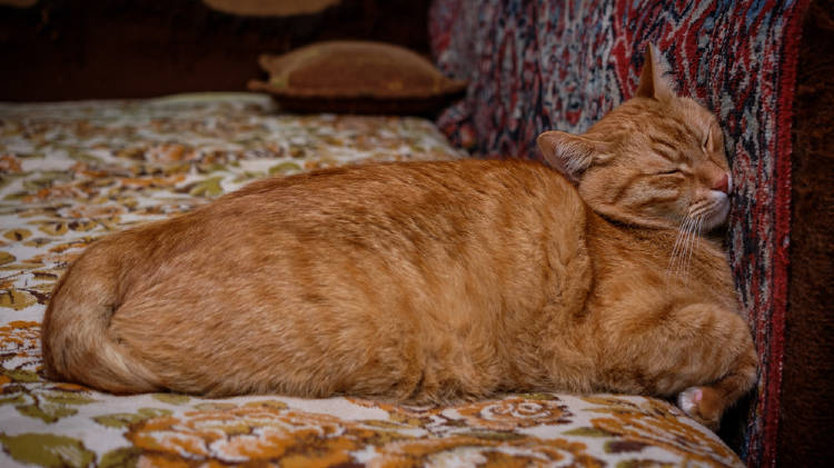 gato dormido gato dormido