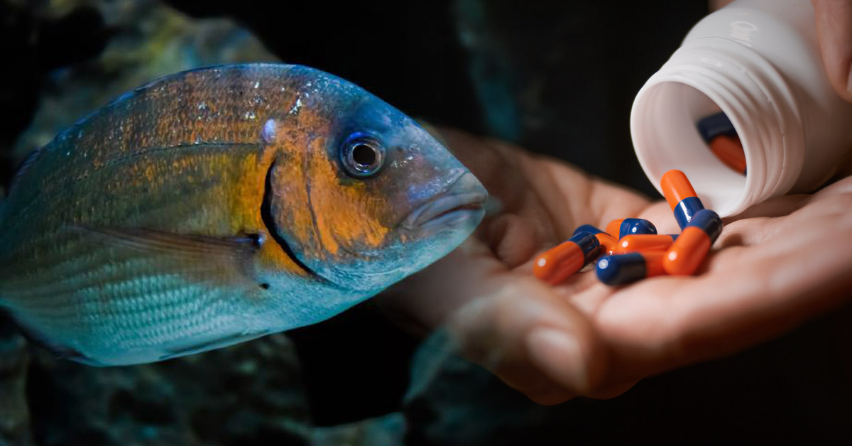 peces-efectos-secundarios-antidepresivos-antibioticos
