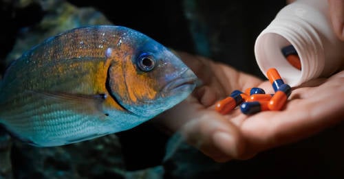 peces efectos secundarios antidepresivos antibioticos