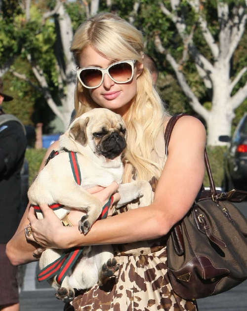 perros-pugs4 perros-pugs4