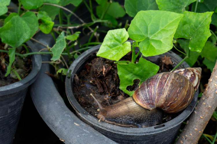 caracol gigante2 AdobeStock_362397814