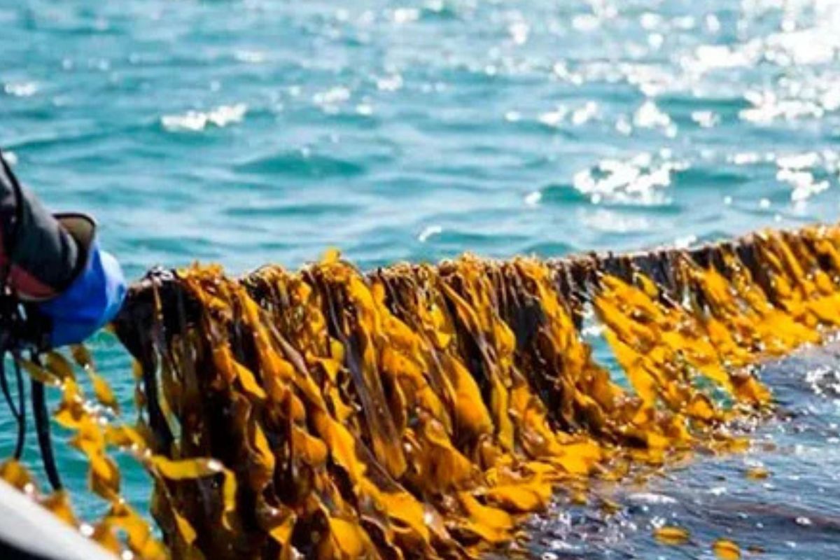 El éxito de las granjas oceánicas noruegas despierta interés en otras regiones del mundo (Imagen: greenteach.es)