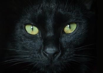 gato negro