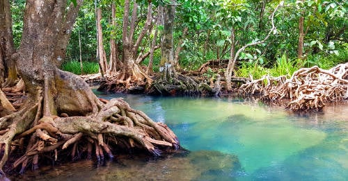 que son manglares importante protegerlos