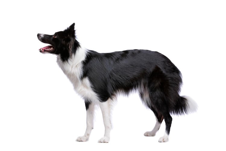 border collie AdobeStock_237067229 border collie AdobeStock_237067229