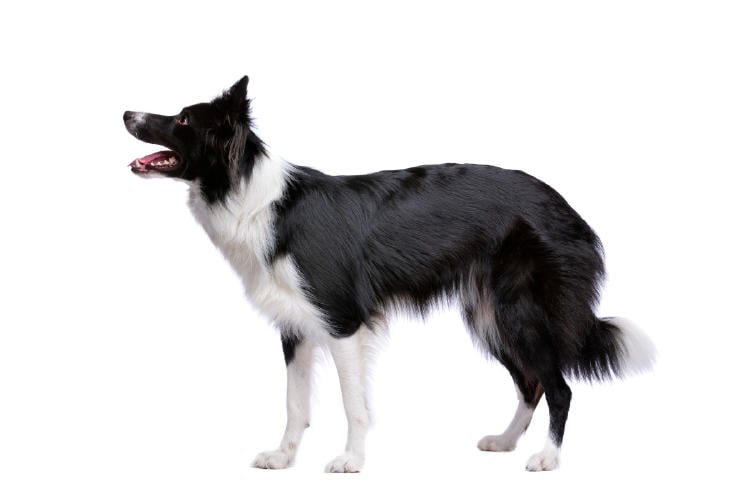 border collie AdobeStock_237067229