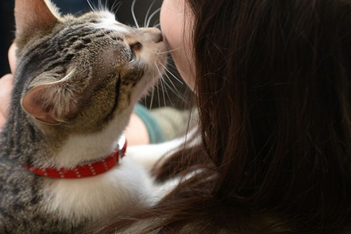 gato Cuando tu gato te da un cabezazo, está comunicando algo más que afecto: te está marcando como parte de su mundo. (Imagen: Pinterest)