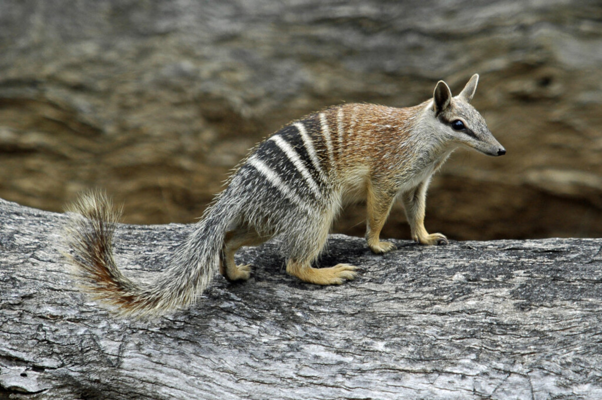 numbats numbats