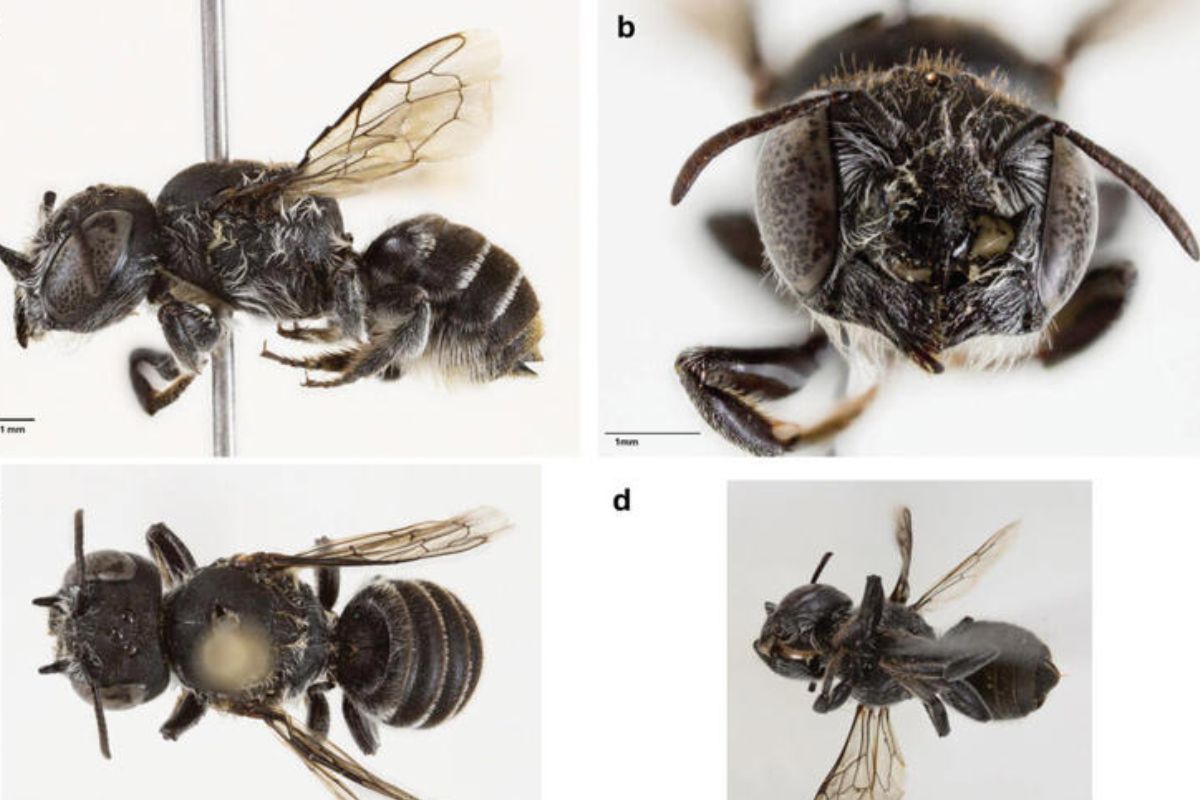 Megachile lucifer sp. nov., hembra: a) vista lateral, b) cabeza en vista frontal, c) vista dorsal, d) vista ventral. Crédito: Journal of Hymenoptera Research (2025). DOI: 10.3897/jhr.98.166350