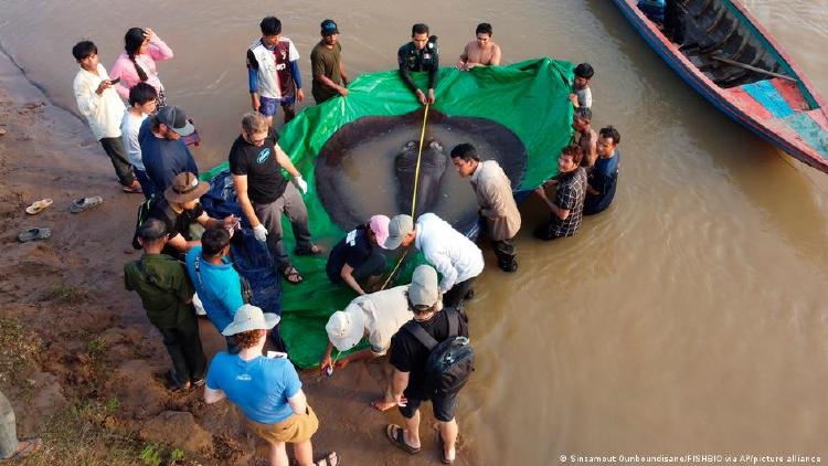 Raya gigante científicos Los científicos quedaron asombrados por el tamaño del animal y tras medir la raya gigante certificaron el nuevo récord.