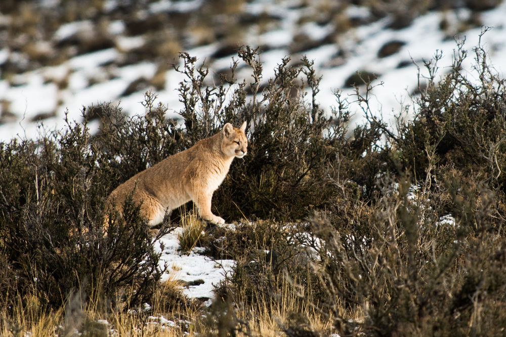 puma argentina puma argentina