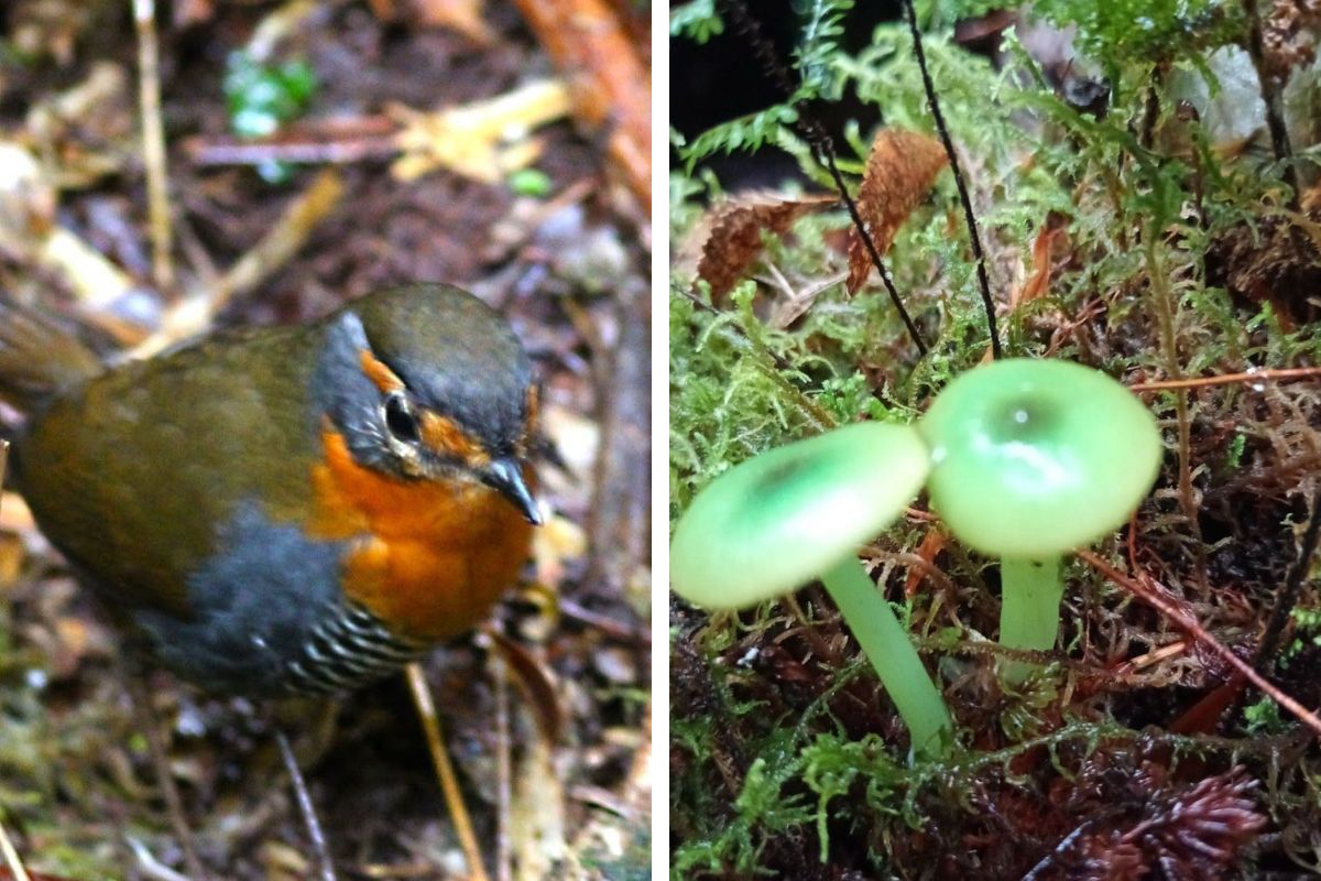 Reserva Fundo chenue