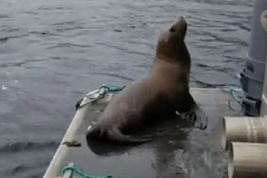 Video viral foca huye de orcas