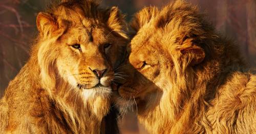 Un león salvó a su amigo de ser devorado por 20 hienas y el video se hizo viral