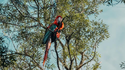 GUACAMAYOS liberacion guacamayos rojos (22) GUACAMAYOS liberacion guacamayos rojos (22)