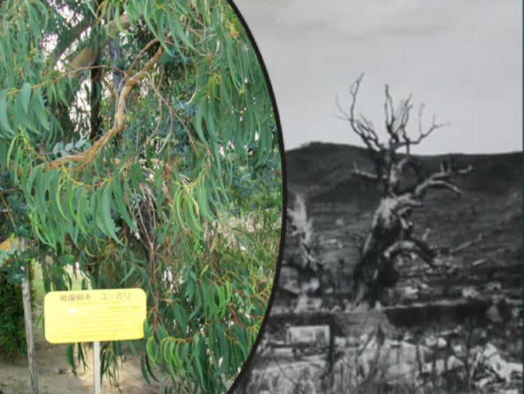 árbol japón2 árbol japón2