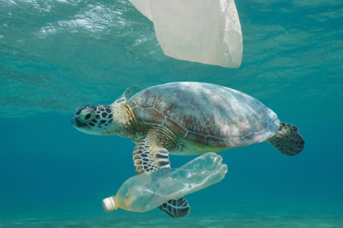 tortuga plastico El mundo dice basta: el 85% apoya prohibir los plásticos de un solo uso: desde redes hasta legislaciones, la cultura del “usar y tirar” está oficialmente en jaque. (Foto: Pinterest)
