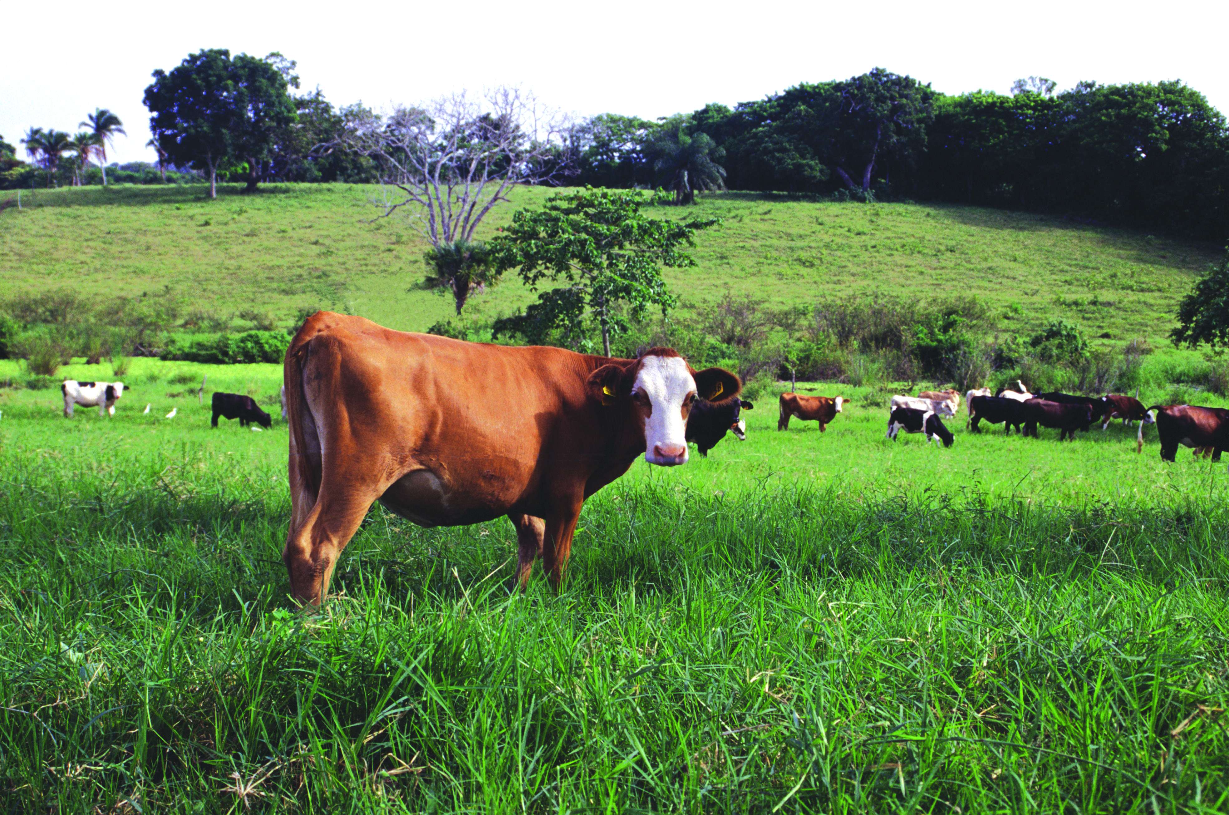 Copia de Vaca en pastizal 2 compressed Copia de Vaca en pastizal 2 compressed