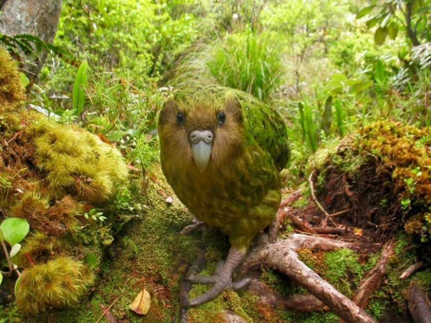 ave- kakapo