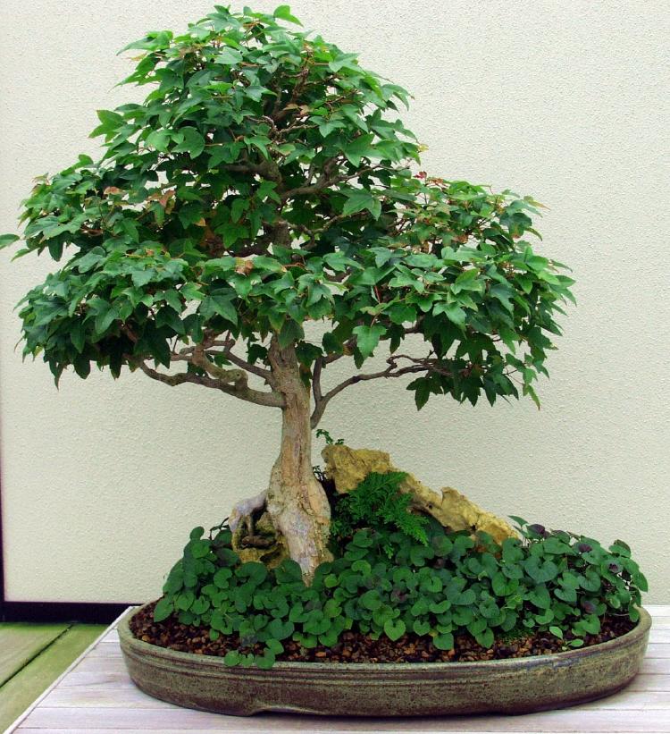 bonsai