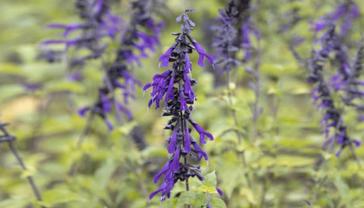SALVIA AZUL SALVIA AZUL