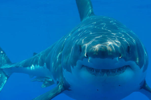 tiburon Tiburón blanco nadando cerca de la superficie (msn.com)