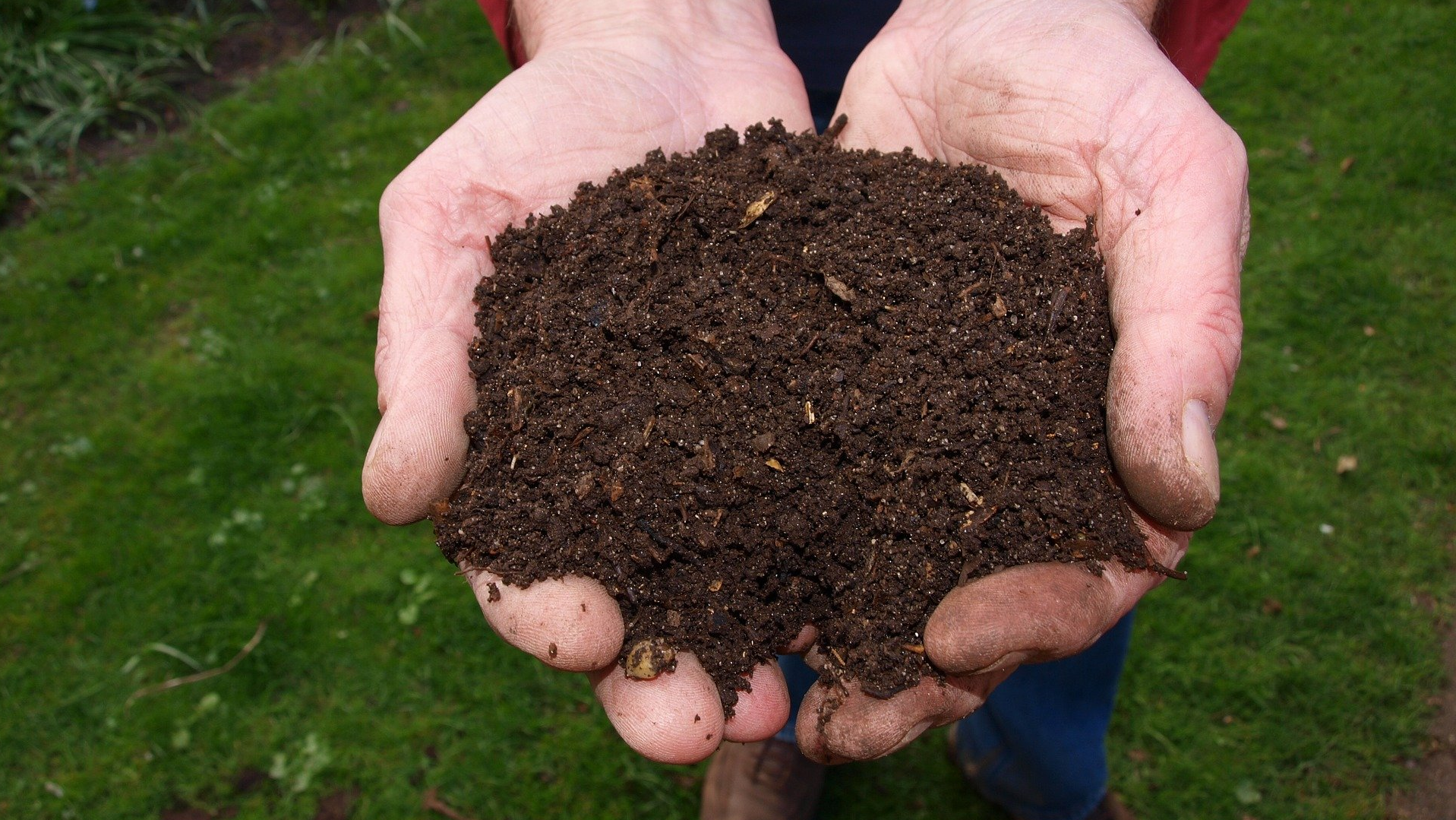 humus Humus para el suelo: ¿Qué es y cómo prepararlo?