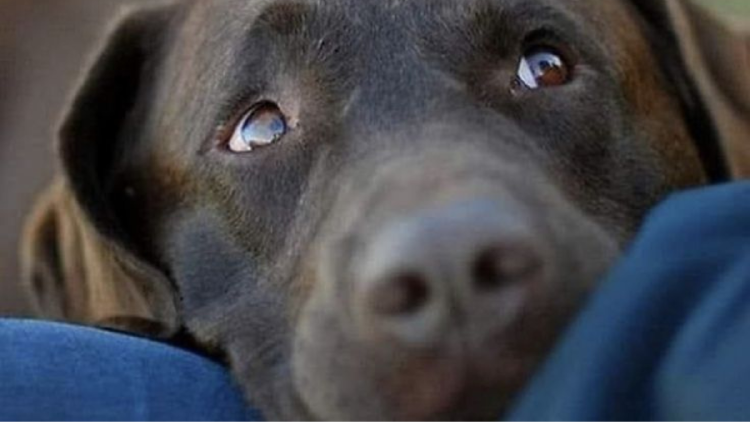 perro El miedo a los fuegos artificiales está asociado con el agudo sentido auditivo de los perros (Foto: Pinterest)