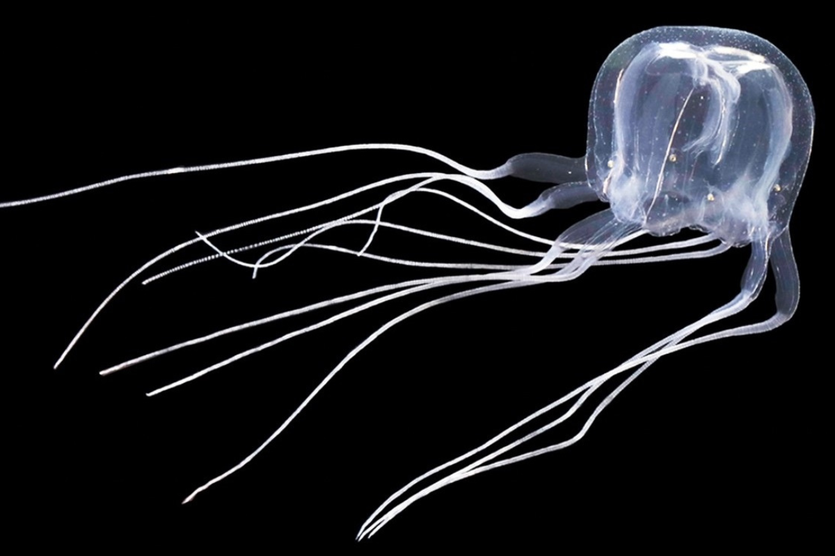 La medusa con 24 ojos que podría matarte (Fuente: novataxa.blogspot.com)