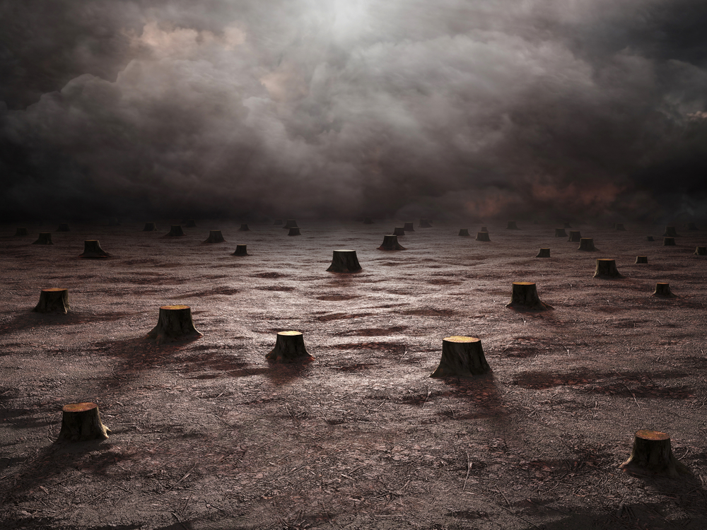 deforestacion deforestacion