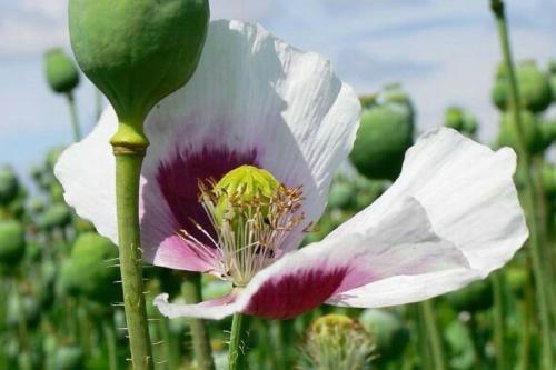 amapola Imagen: Pinterest