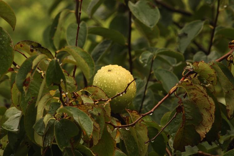 hoja de guayaba