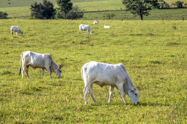 suelo ganado pastoreo suelo ganado pastoreo