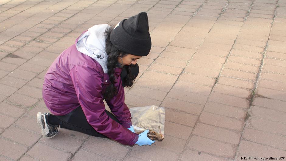 Ave muerta en calle de Nueva York Una becada muerta en las calles de Nueva York.