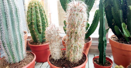 donde ubicar cactus casa evitar atraer malas energias