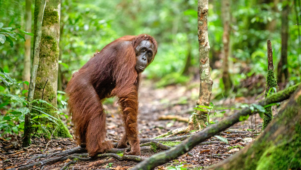 orangutan orangutan