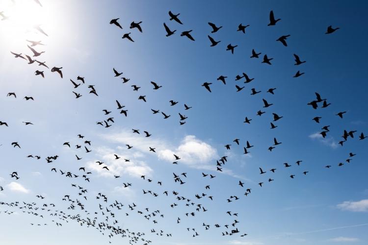 Los rascacielos son responsables de la muerte de millones de aves migratorias
