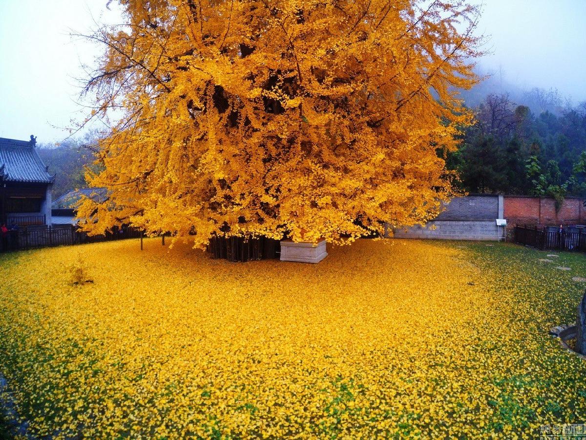 El árbol de 1400 años que forma un océano dorado en otoño | Bioguia