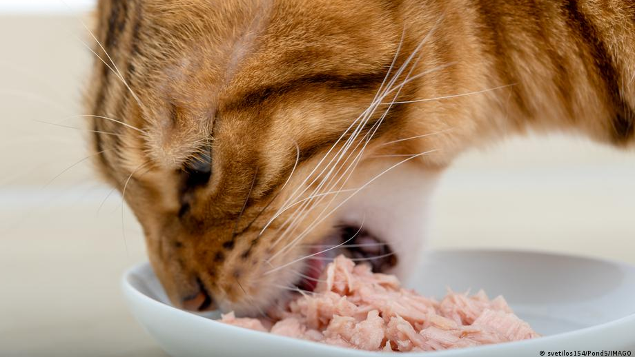 66665922_1004 66665922_1004