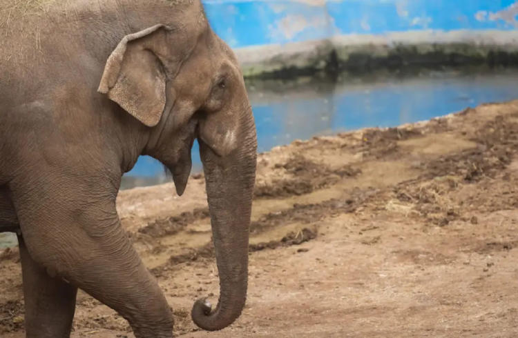 elefante tamy mendoza2 elefante tamy mendoza2