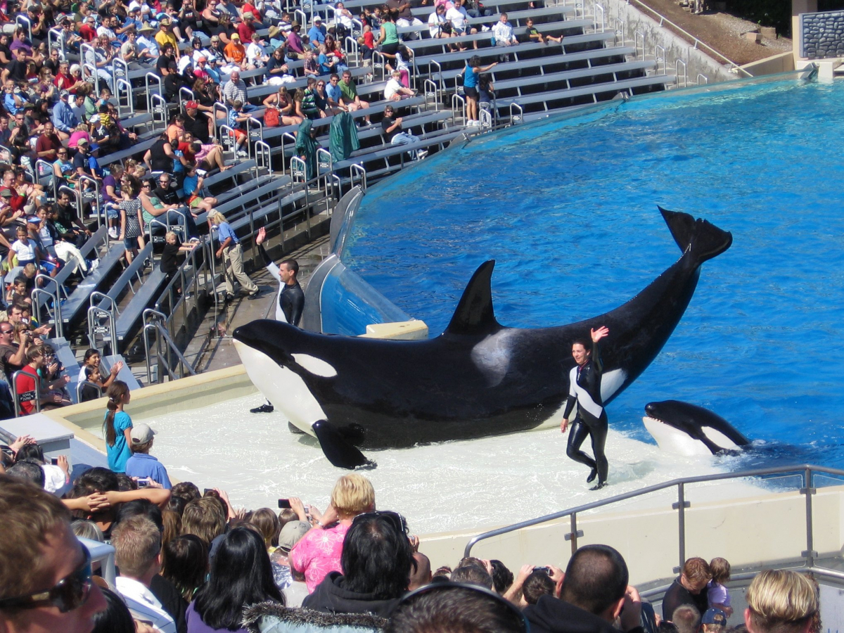 La orca Corky lleva más de 50 años en cautiverio en SeaWorld Bioguia