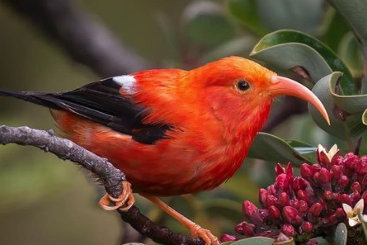 En un esfuerzo innovador por proteger a especies nativas de aves, en Hawái se lanzó un programa experimental que utiliza drones para liberar cápsulas biodegradables con mosquitos machos criados en laboratorio. (PINTEREST)