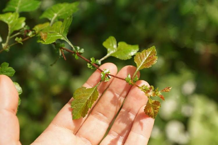 Ecología urbana: importancia de cuidar el ambiente biorremediación