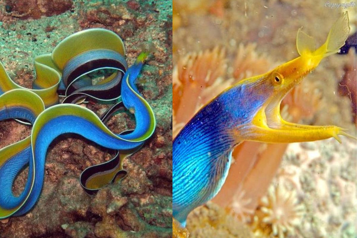 Una anguila que modifica su sexo al crecer dejó atónitos a los investigadores, revelando un mecanismo biológico tan extraño como fascinante en el mundo marino. (Imagen: Pinterest)